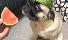 吃瓜爆料图片表情包大全高清,高清趣味瞬间，笑料横生！